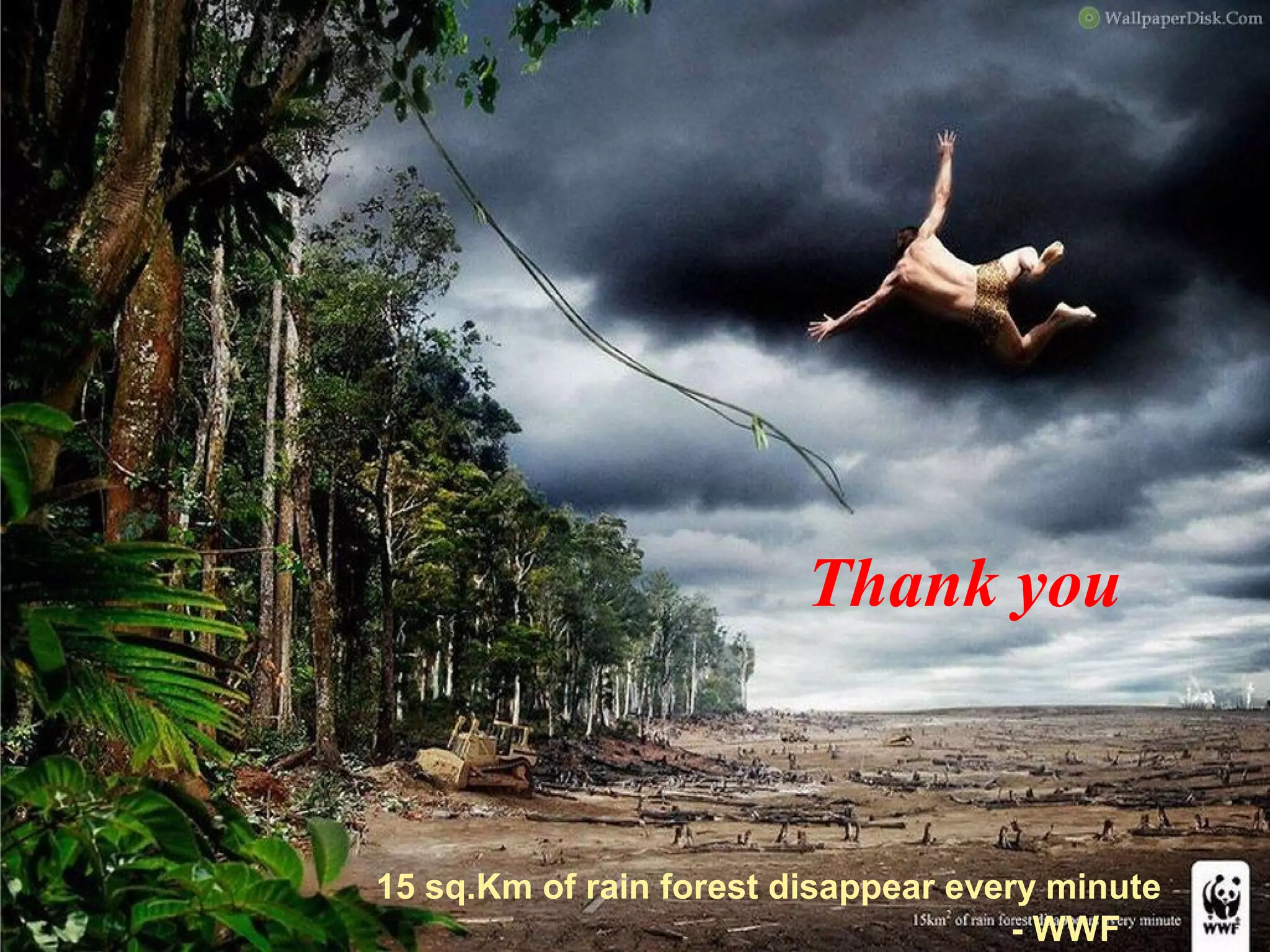 Thank you
15 sq.Km of rain forest disappear every minute
- WWF
 