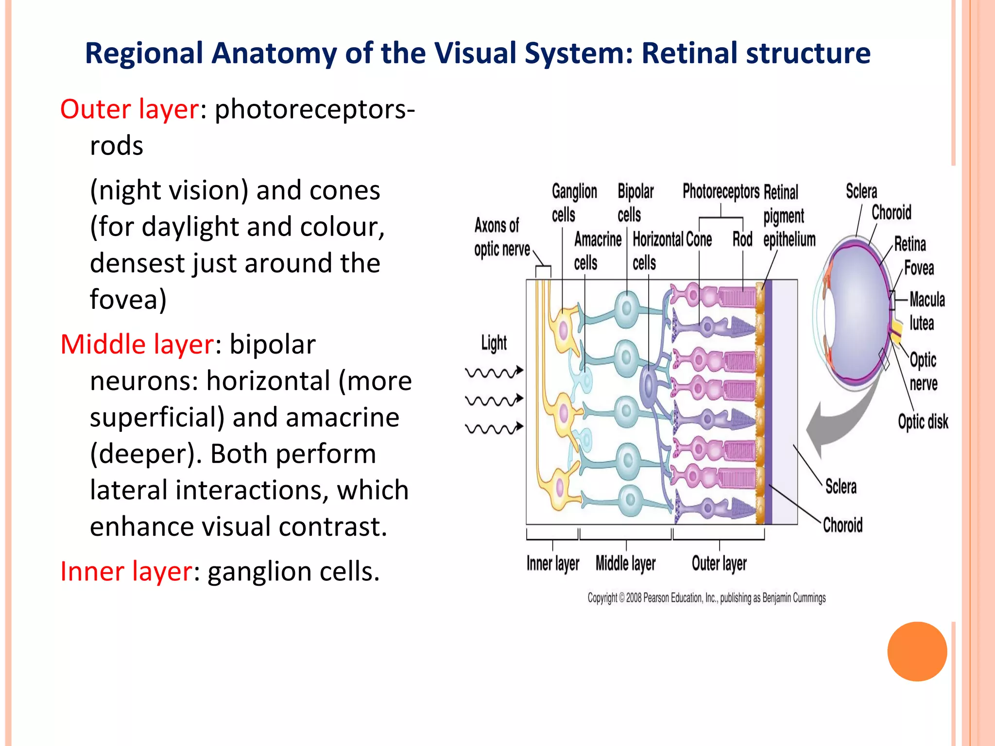 Outer layer: photoreceptors-
rods
(night vision) and cones
(for daylight and colour,
densest just around the
fovea)
Middle layer: bipolar
neurons: horizontal (more
superficial) and amacrine
(deeper). Both perform
lateral interactions, which
enhance visual contrast.
Inner layer: ganglion cells.
Regional Anatomy of the Visual System: Retinal structure
 
