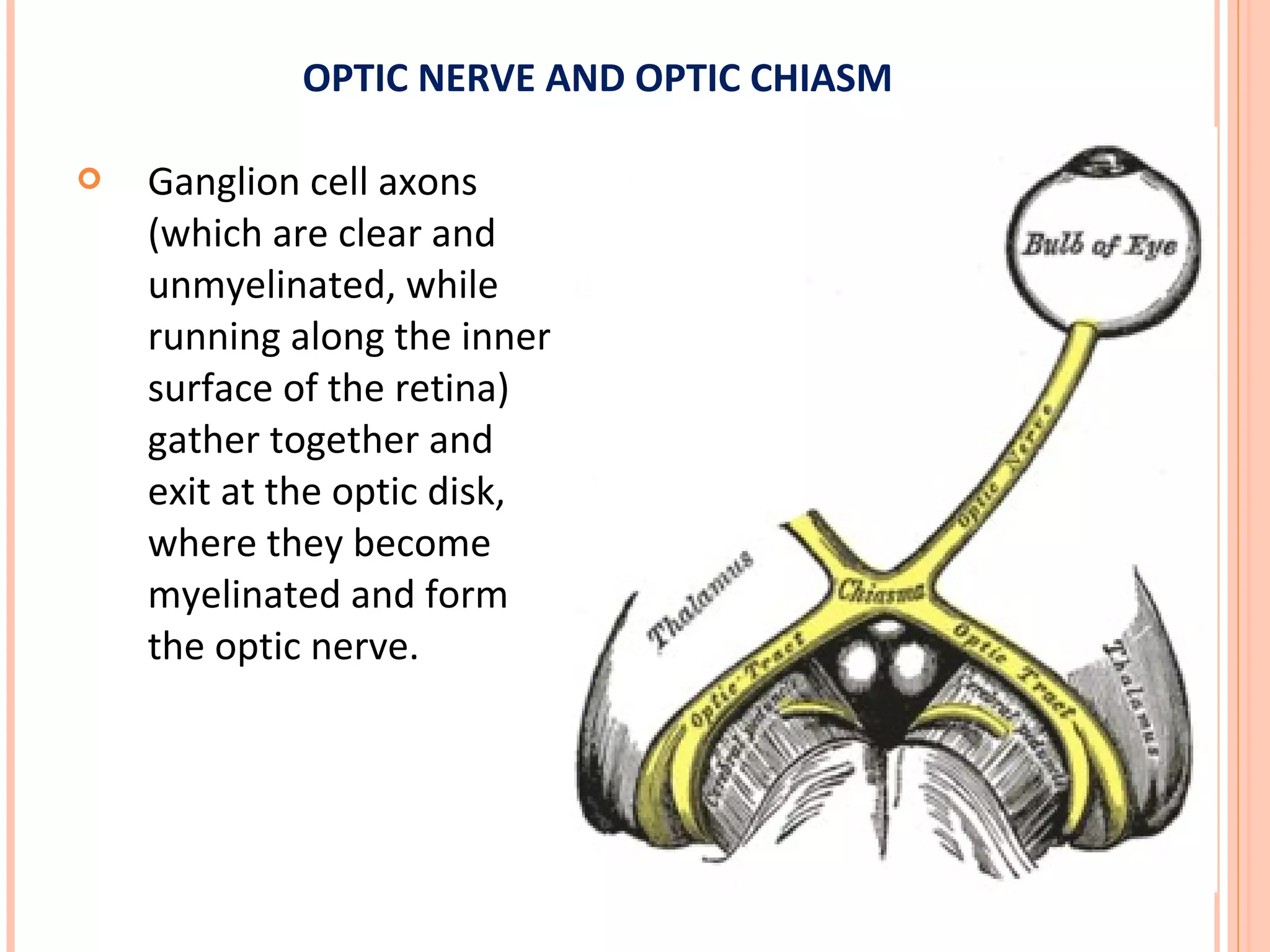  Ganglion cell axons
(which are clear and
unmyelinated, while
running along the inner
surface of the retina)
gather together and
exit at the optic disk,
where they become
myelinated and form
the optic nerve.
OPTIC NERVE AND OPTIC CHIASM
 