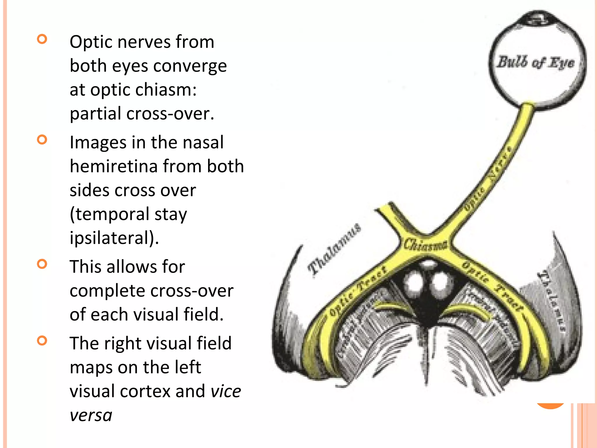  Optic nerves from
both eyes converge
at optic chiasm:
partial cross-over.
 Images in the nasal
hemiretina from both
sides cross over
(temporal stay
ipsilateral).
 This allows for
complete cross-over
of each visual field.
 The right visual field
maps on the left
visual cortex and vice
versa
 
