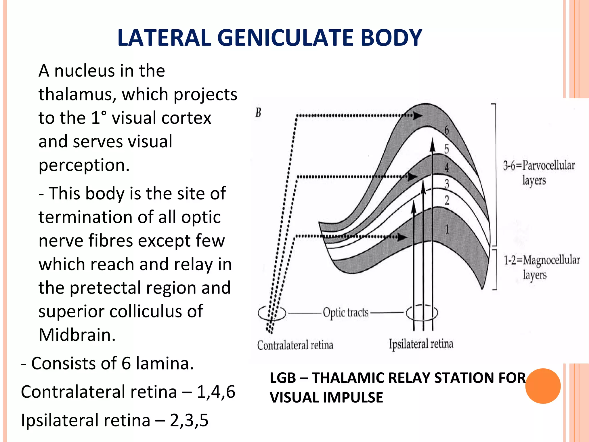 LATERAL GENICULATE BODY
A nucleus in the
thalamus, which projects
to the 1° visual cortex
and serves visual
perception.
- This body is the site of
termination of all optic
nerve fibres except few
which reach and relay in
the pretectal region and
superior colliculus of
Midbrain.
- Consists of 6 lamina.
Contralateral retina – 1,4,6
Ipsilateral retina – 2,3,5
LGB – THALAMIC RELAY STATION FOR
VISUAL IMPULSE
 