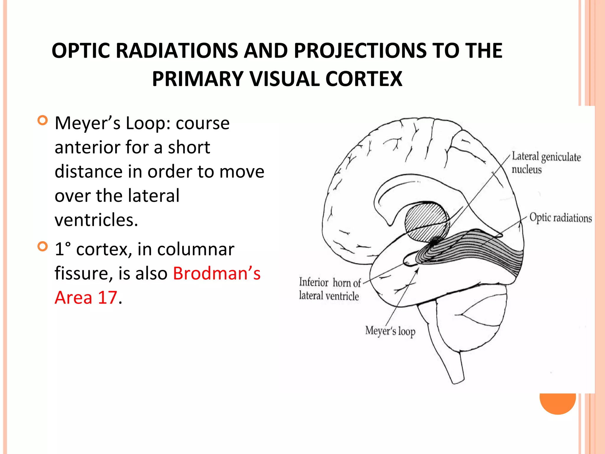 OPTIC RADIATIONS AND PROJECTIONS TO THE
PRIMARY VISUAL CORTEX
 Meyer’s Loop: course
anterior for a short
distance in order to move
over the lateral
ventricles.
 1° cortex, in columnar
fissure, is also Brodman’s
Area 17.
 