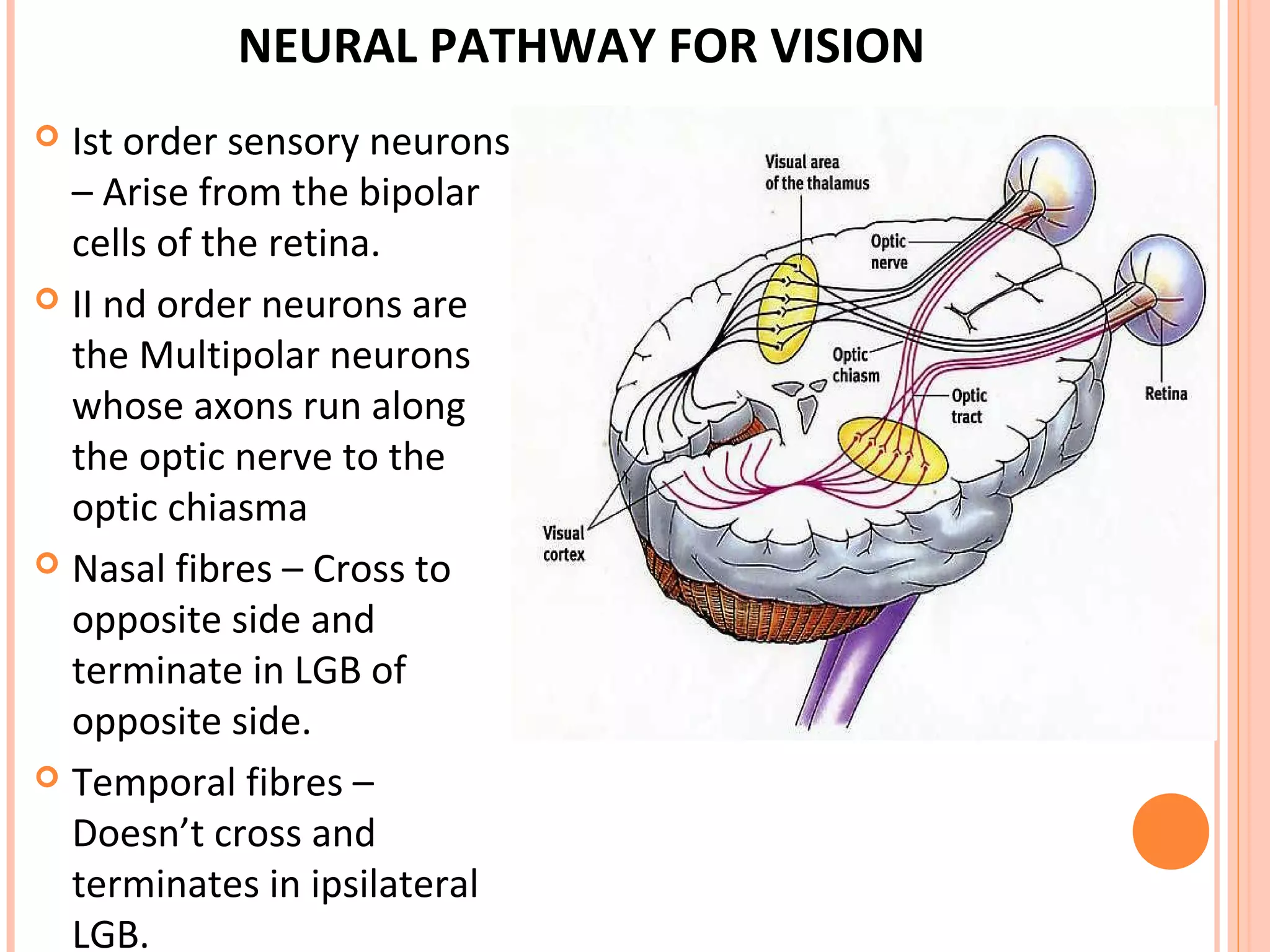 NEURAL PATHWAY FOR VISION
 Ist order sensory neurons
– Arise from the bipolar
cells of the retina.
 II nd order neurons are
the Multipolar neurons
whose axons run along
the optic nerve to the
optic chiasma
 Nasal fibres – Cross to
opposite side and
terminate in LGB of
opposite side.
 Temporal fibres –
Doesn’t cross and
terminates in ipsilateral
LGB.
 