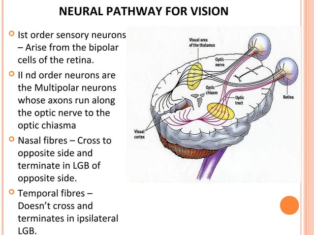 Visual Pathway Functions visualpathway-170222022827 (1).pdf
