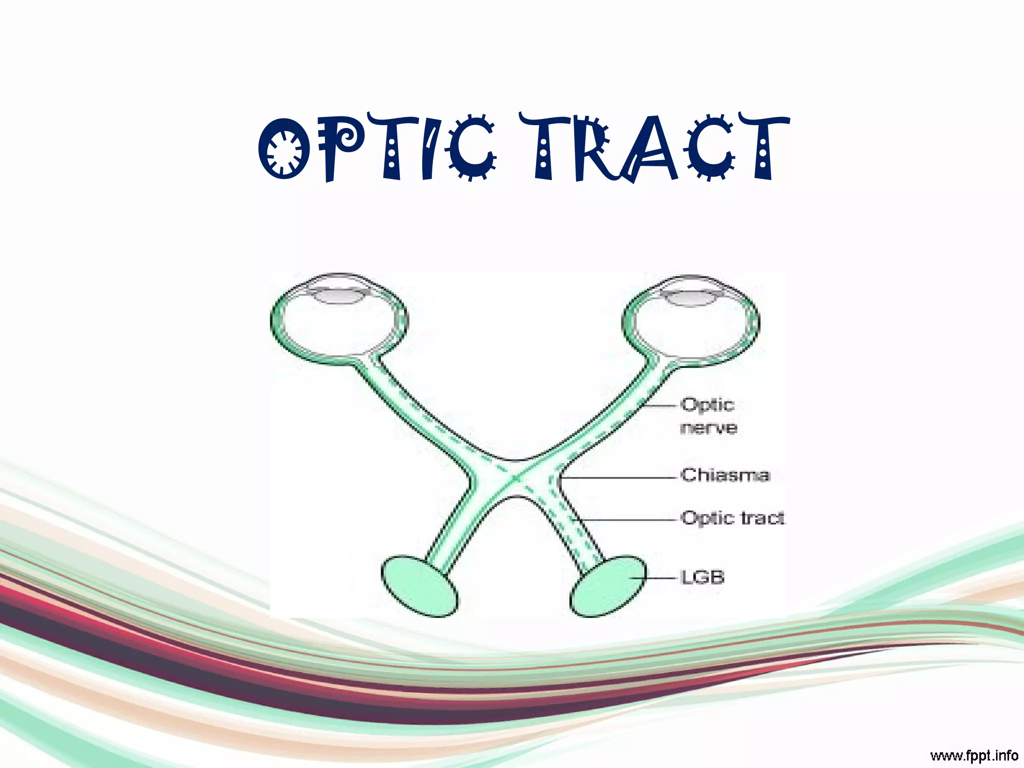 OPTIC TRACT
 