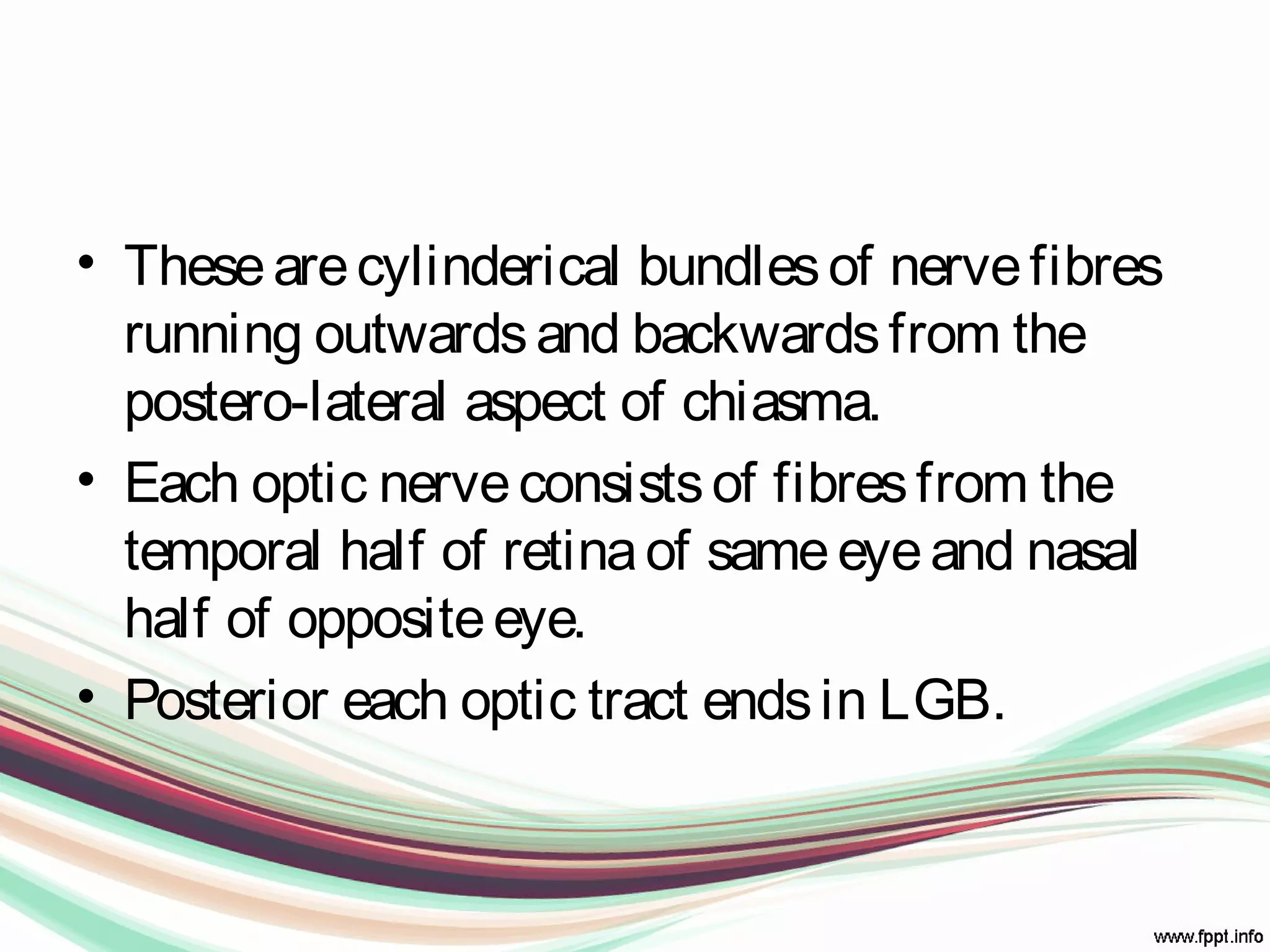 • Thesearecylinderical bundlesof nervefibres
running outwardsand backwardsfrom the
postero-lateral aspect of chiasma.
• Each optic nerveconsistsof fibresfrom the
temporal half of retinaof sameeyeand nasal
half of oppositeeye.
• Posterior each optic tract endsin LGB.
 