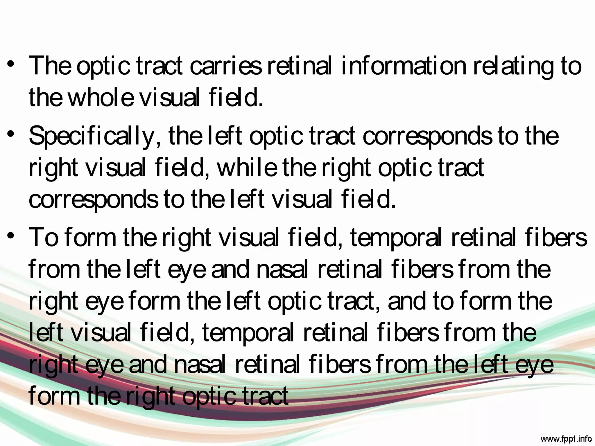 • Theoptic tract carriesretinal information relating to
thewholevisual field.
• Specifically, theleft optic tract correspondsto the
right visual field, whiletheright optic tract
correspondsto theleft visual field.
• To form theright visual field, temporal retinal fibers
from theleft eyeand nasal retinal fibersfrom the
right eyeform theleft optic tract, and to form the
left visual field, temporal retinal fibersfrom the
right eyeand nasal retinal fibersfrom theleft eye
form theright optic tract
 