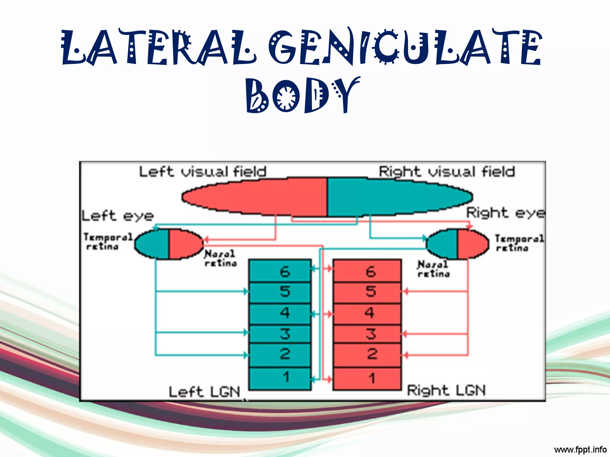 LATERAL GENICULATE
BODY
 