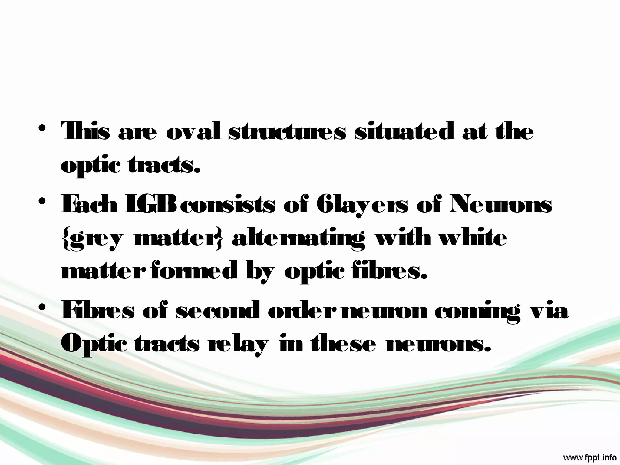 • This are oval structures situated at the
optic tracts.
• Each LGBconsists of 6layers of Neurons
{grey matter} alternating with white
matterformed by optic fibres.
• Fibres of second orderneuron coming via
Optic tracts relay in these neurons.
 