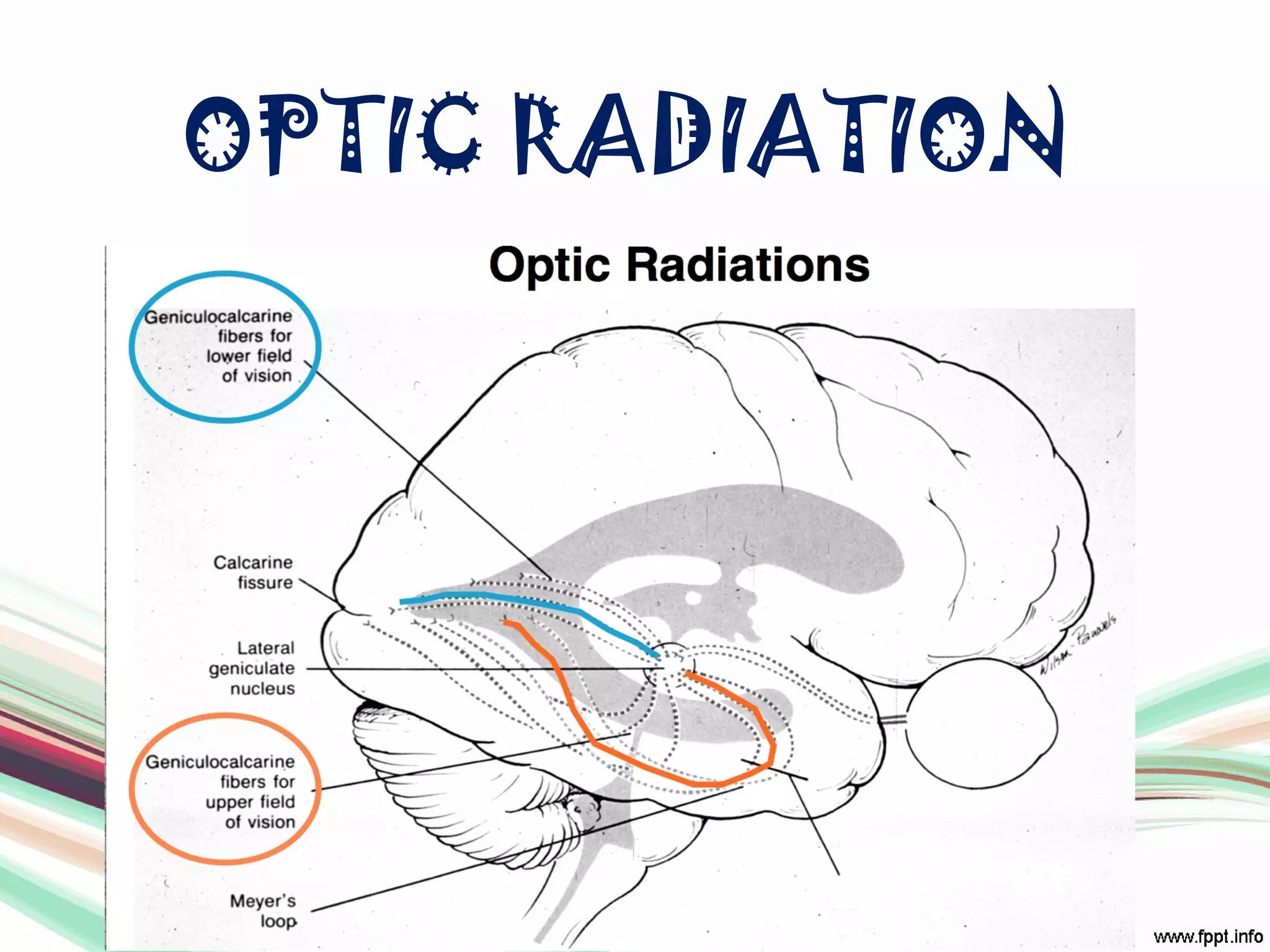 OPTIC RADIATION
 
