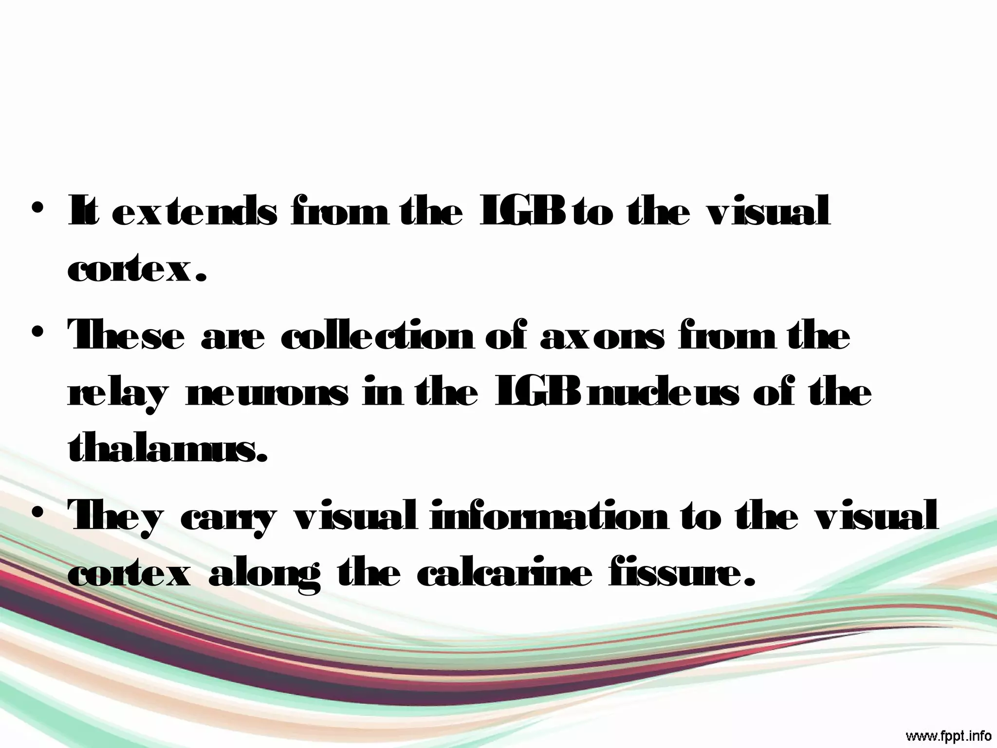 • It extends from the LGBto the visual
cortex.
• These are collection of axons from the
relay neurons in the LGBnucleus of the
thalamus.
• They carry visual information to the visual
cortex along the calcarine fissure.
 