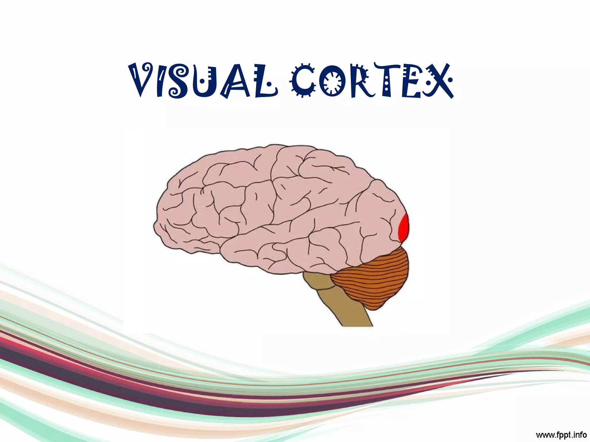 VISUAL CORTEX
 