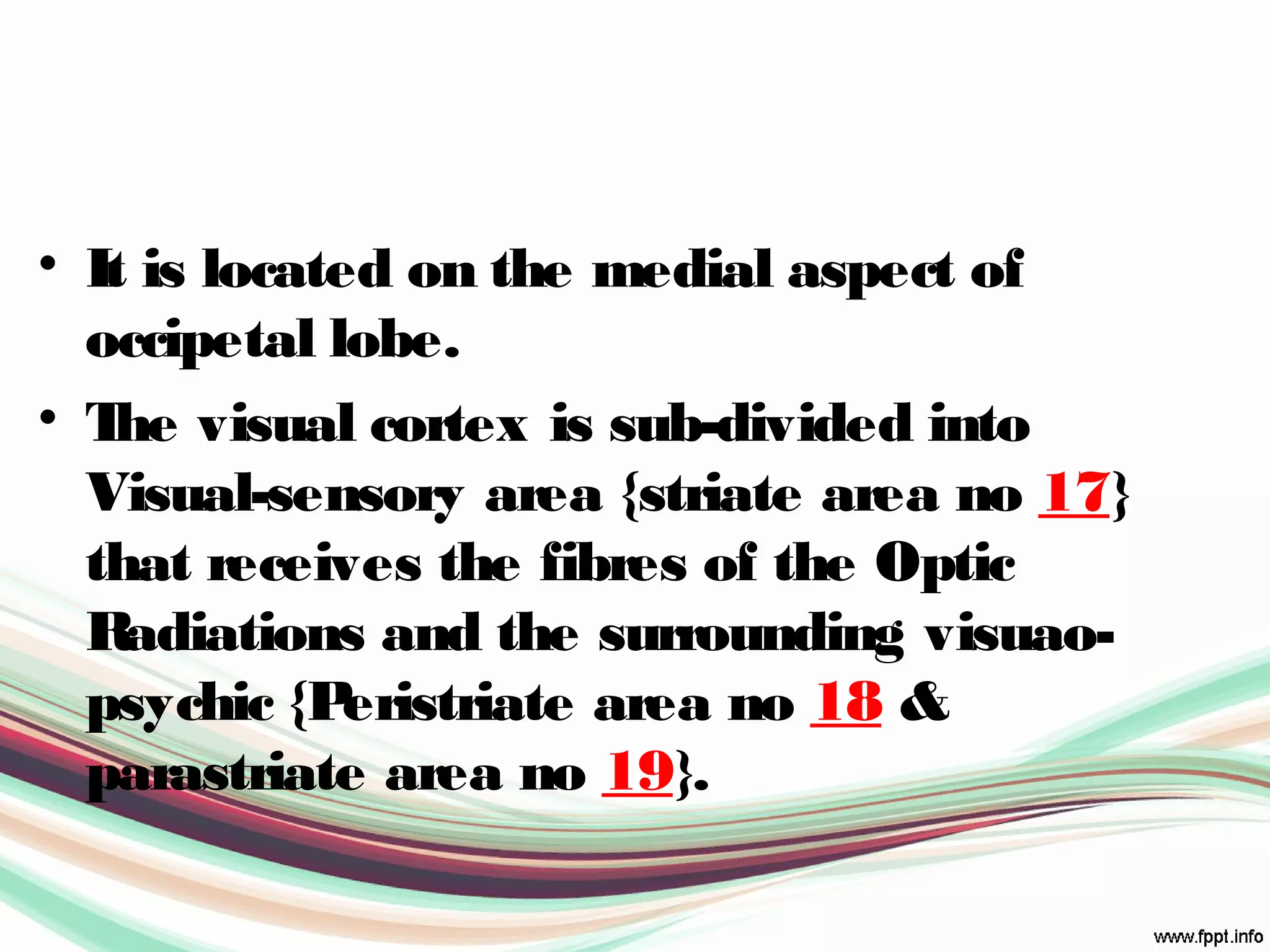 • It is located on the medial aspect of
occipetal lobe.
• The visual cortex is sub-divided into
Visual-sensory area {striate area no 17}
that receives the fibres of the Optic
Radiations and the surrounding visuao-
psychic {Peristriate area no 18 &
parastriate area no 19}.
 