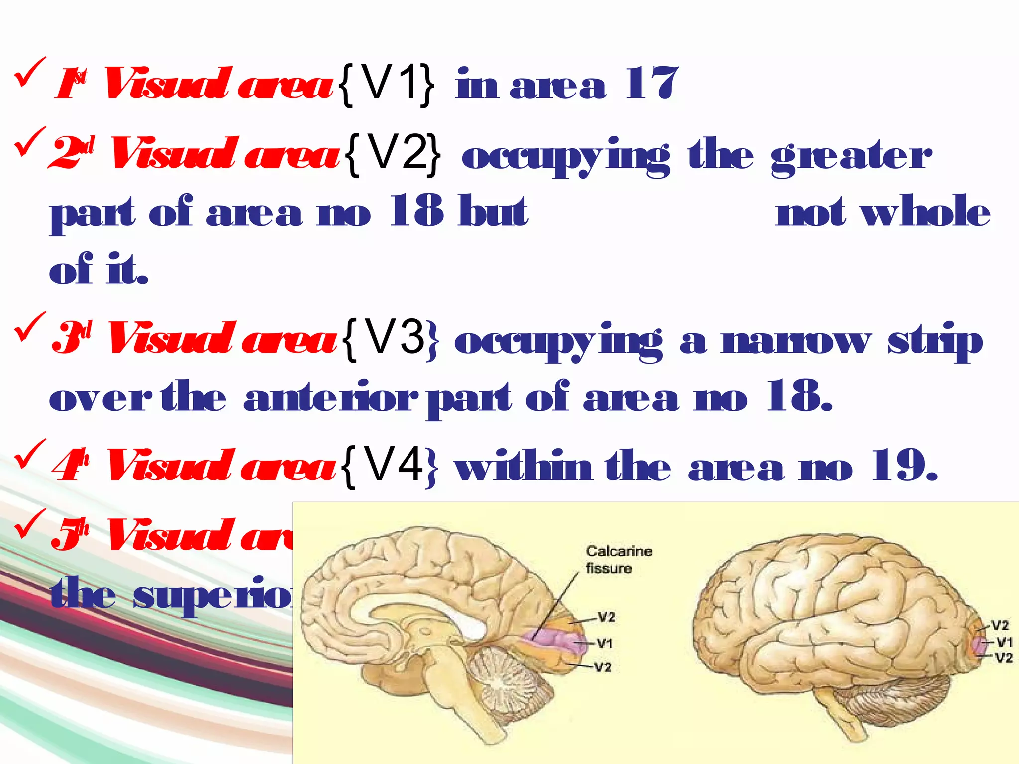 1st
Visualarea{V1} in area 17
2nd
Visualarea{V2} occupying the greater
part of area no 18 but not whole
of it.
3rd
Visualarea{V3} occupying a narrow strip
overthe anteriorpart of area no 18.
4th
Visualarea{V4} within the area no 19.
5th
Visualarea{V5} at the posteriorend of
the superiortemporal gyrus.
 
