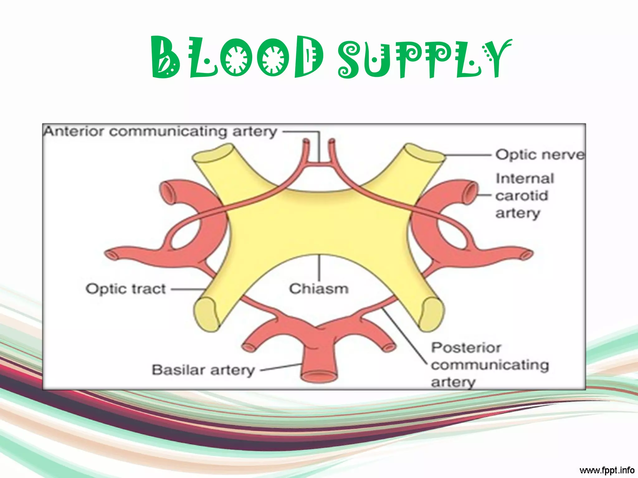 BLOOD SUPPLY
 