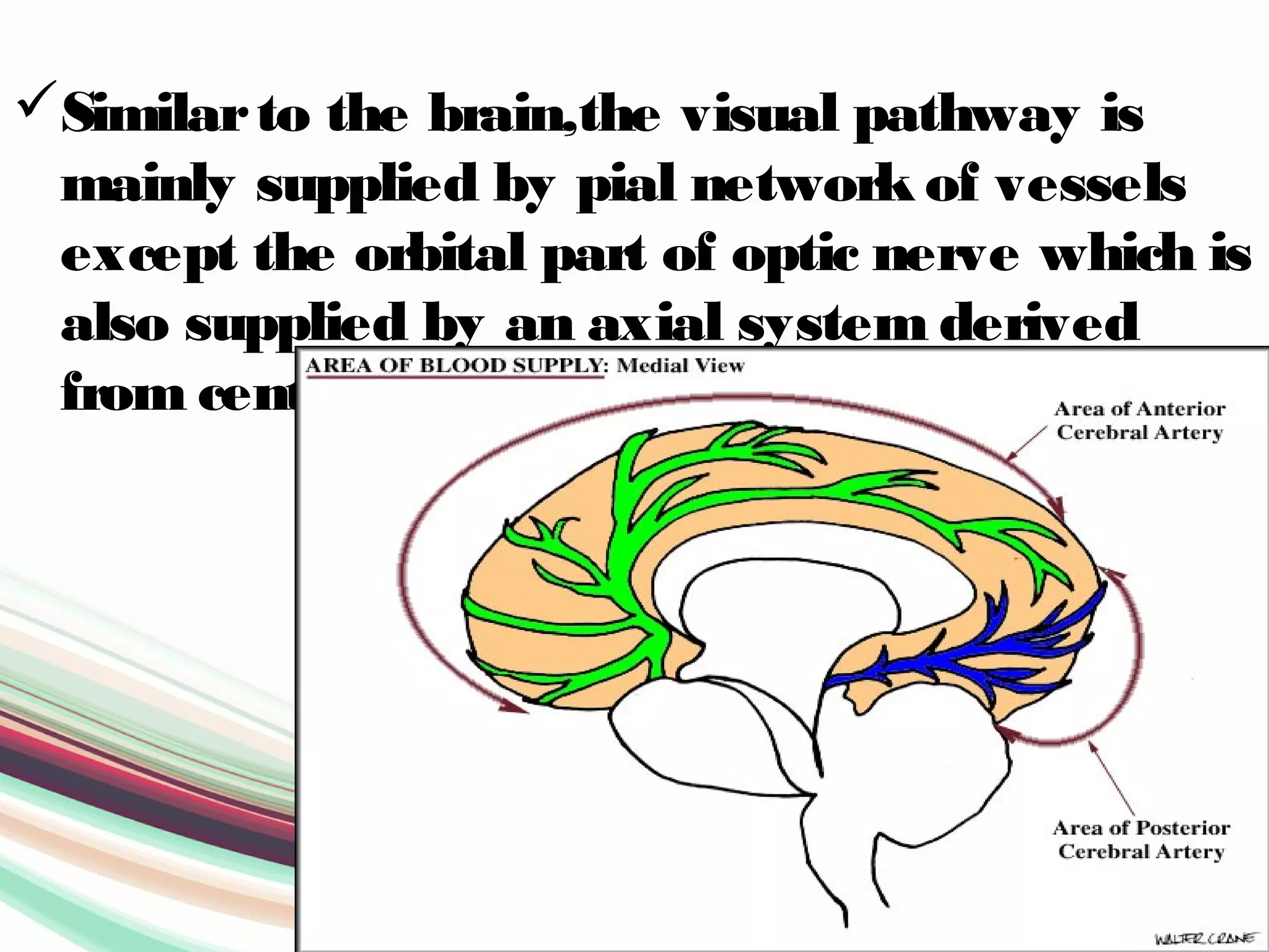 Similarto the brain,the visual pathway is
mainly supplied by pial network of vessels
except the orbital part of optic nerve which is
also supplied by an axial system derived
from central retinal artery.
 