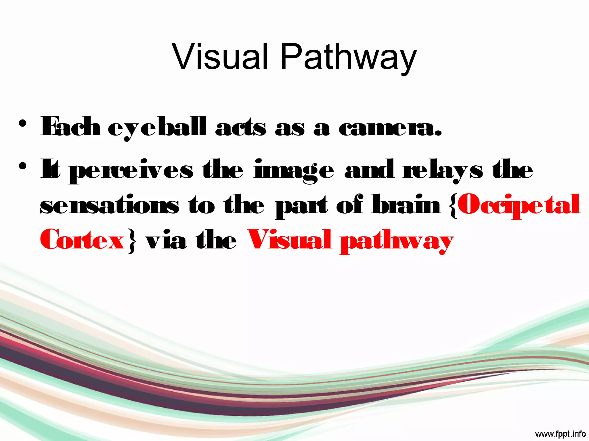 Visual Pathway
• Each eyeball acts as a camera.
• It perceives the image and relays the
sensations to the part of brain {Occipetal
Cortex} via the Visual pathway
 