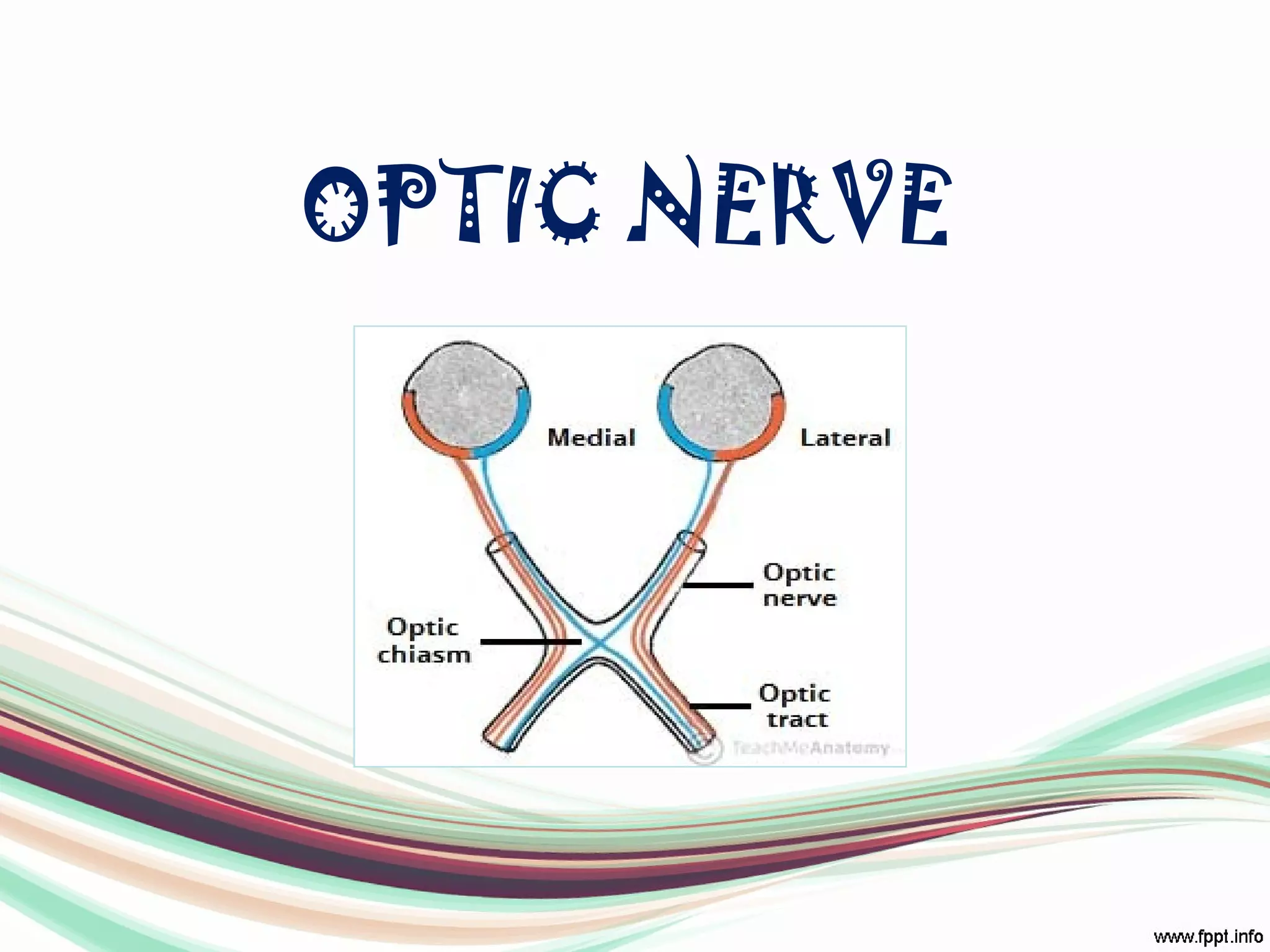 OPTIC NERVE
 