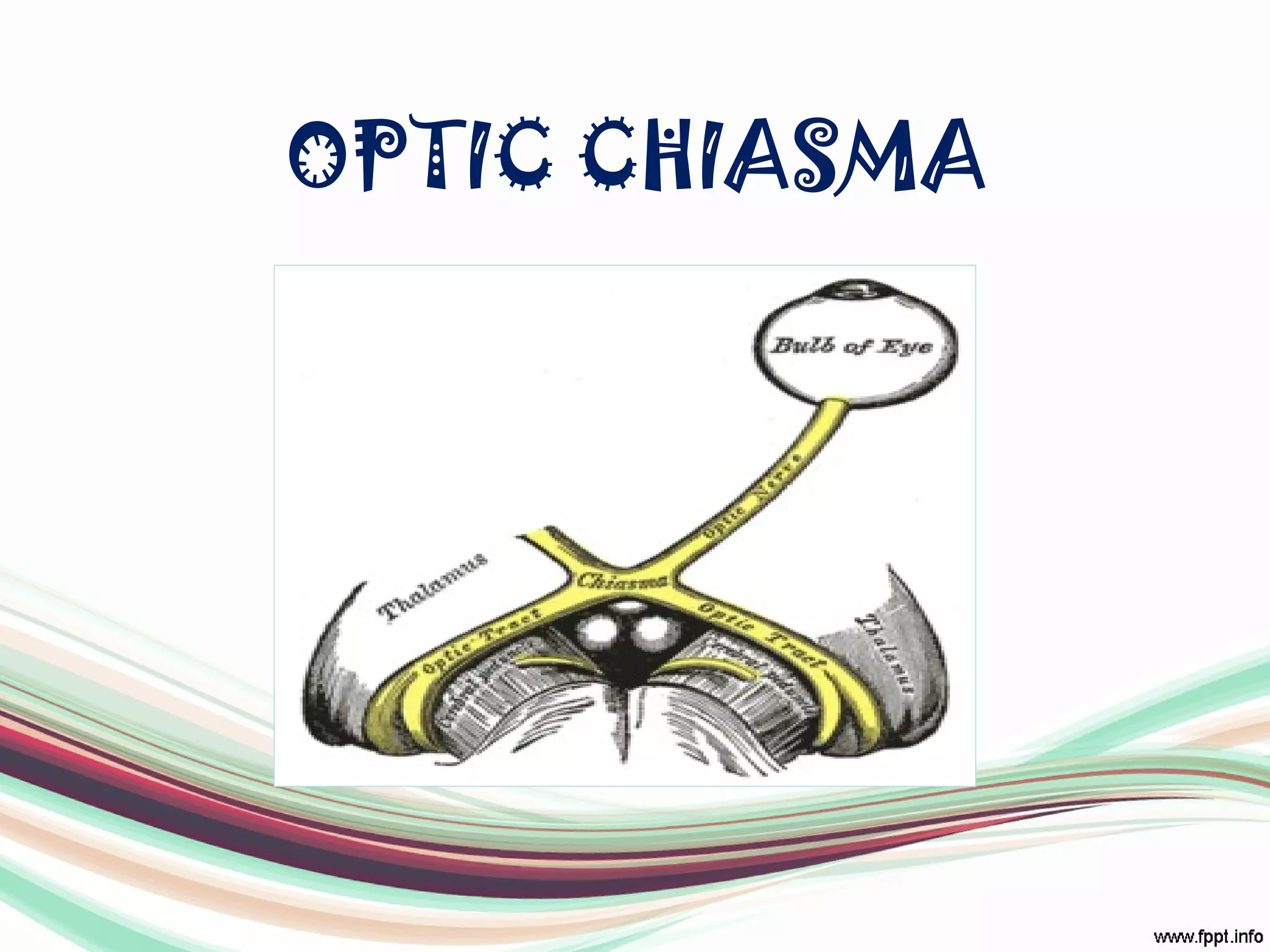 OPTIC CHIASMA
 