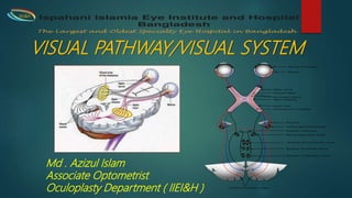VISUAL PATHWAY/VISUAL SYSTEM
Md . Azizul Islam
Associate Optometrist
Oculoplasty Department ( IIEI&H )
IIEI&H
 
