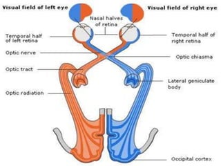Visual pathway | PPTX