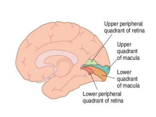 Visual pathway ,visual cortex and hemianopias | PPTX