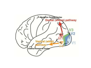 Visual pathway ,visual cortex and hemianopias | PPTX