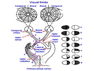 Visual pathway ,visual cortex and hemianopias | PPTX