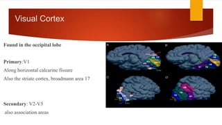 visual pathway visual cortex: location, types and... visual pathway.pptx