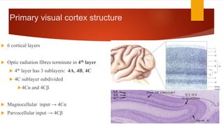 visual pathway visual cortex: location, types and... visual pathway.pptx