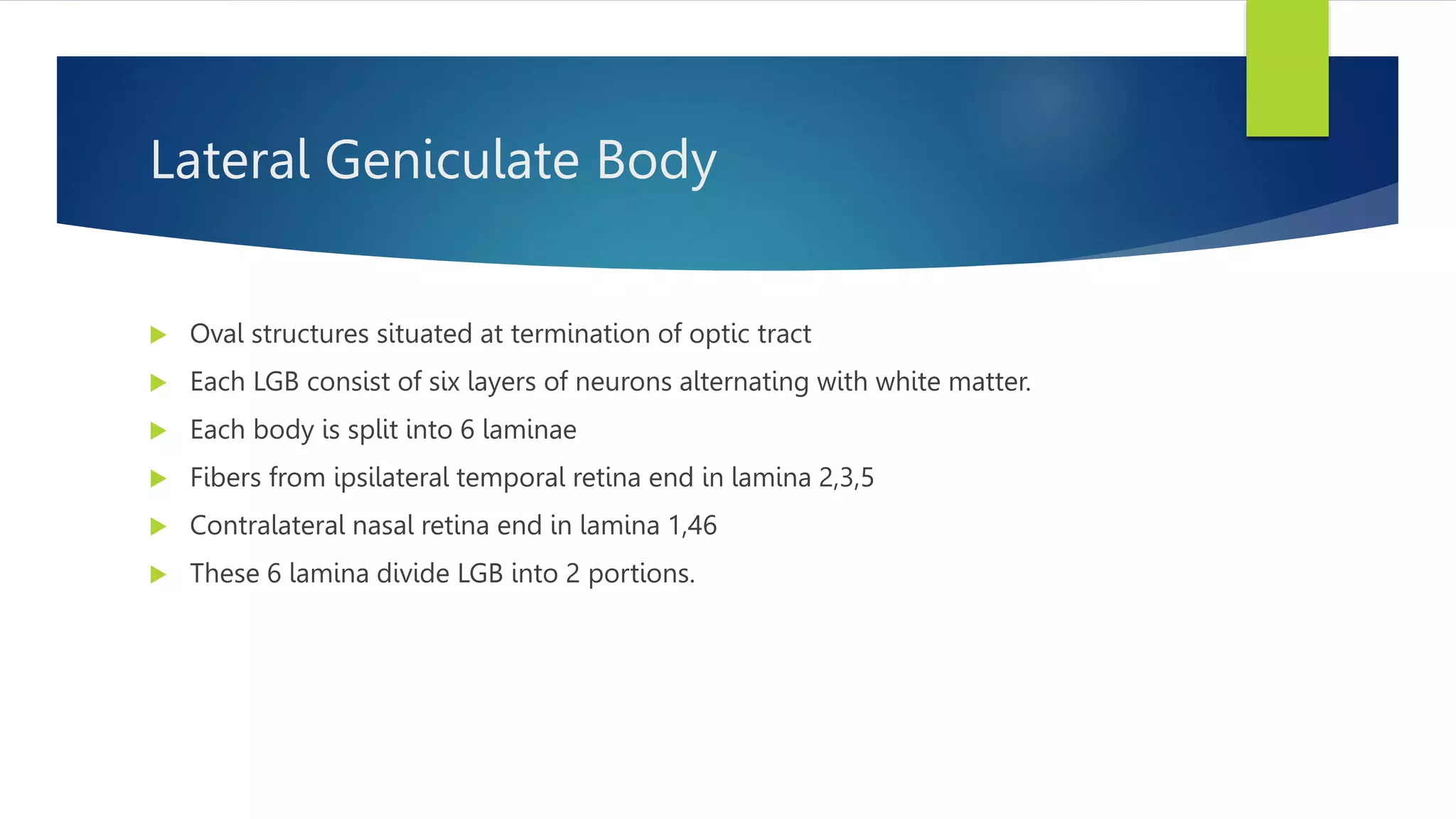 Lateral Geniculate Body
 Oval structures situated at termination of optic tract
 Each LGB consist of six layers of neurons alternating with white matter.
 Each body is split into 6 laminae
 Fibers from ipsilateral temporal retina end in lamina 2,3,5
 Contralateral nasal retina end in lamina 1,46
 These 6 lamina divide LGB into 2 portions.
 