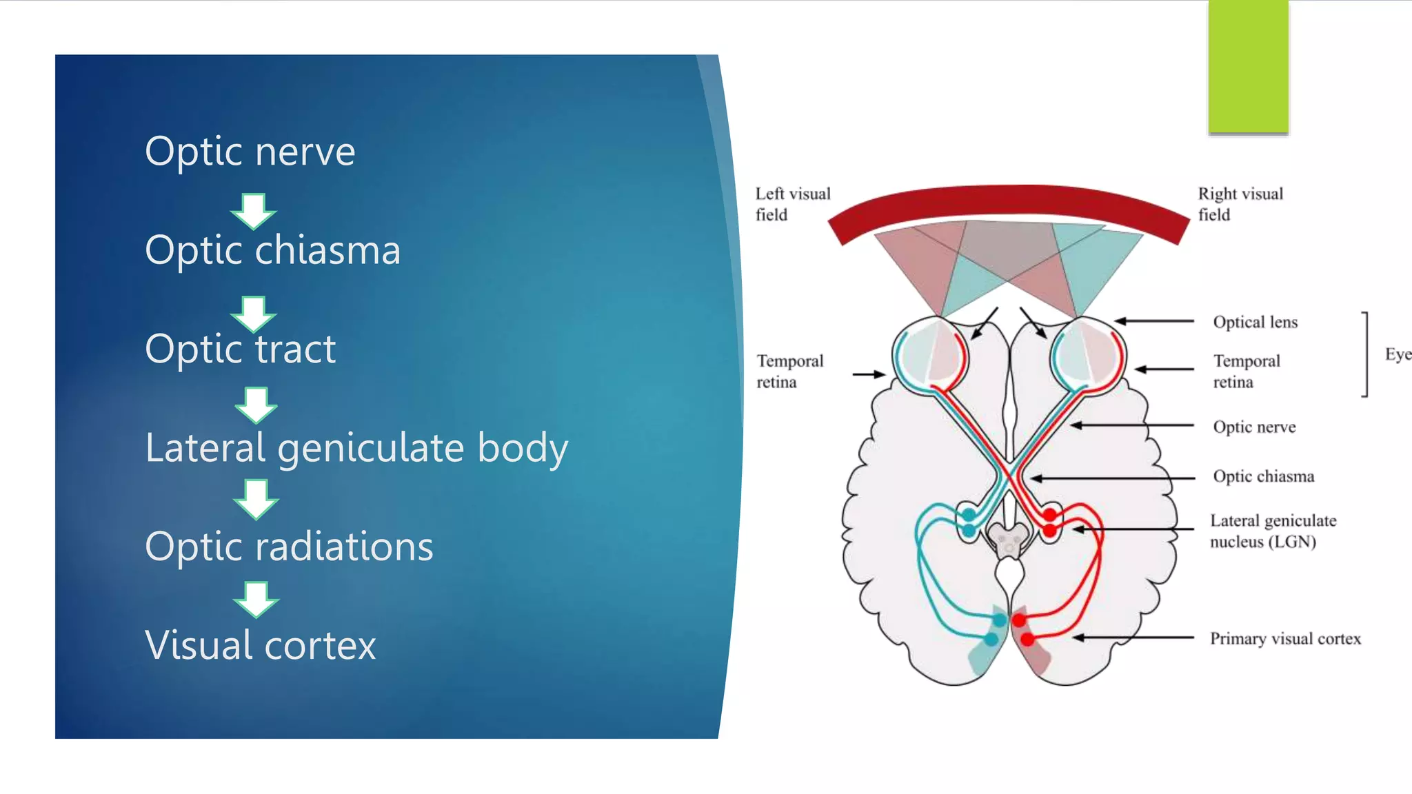 Optic nerve
Optic chiasma
Optic tract
Lateral geniculate body
Optic radiations
Visual cortex
 