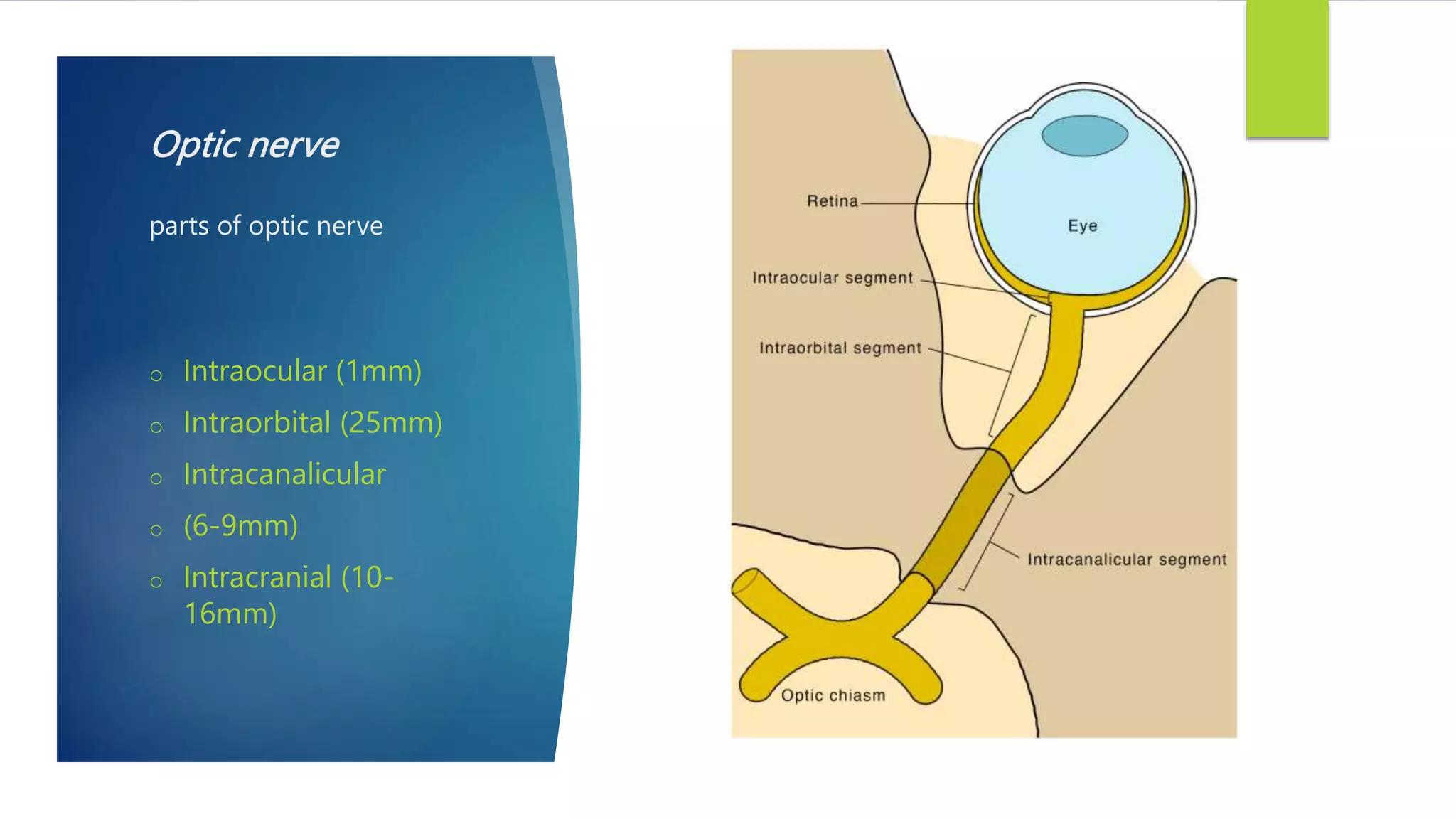 Optic nerve
parts of optic nerve
o Intraocular (1mm)
o Intraorbital (25mm)
o Intracanalicular
o (6-9mm)
o Intracranial (10-
16mm)
 