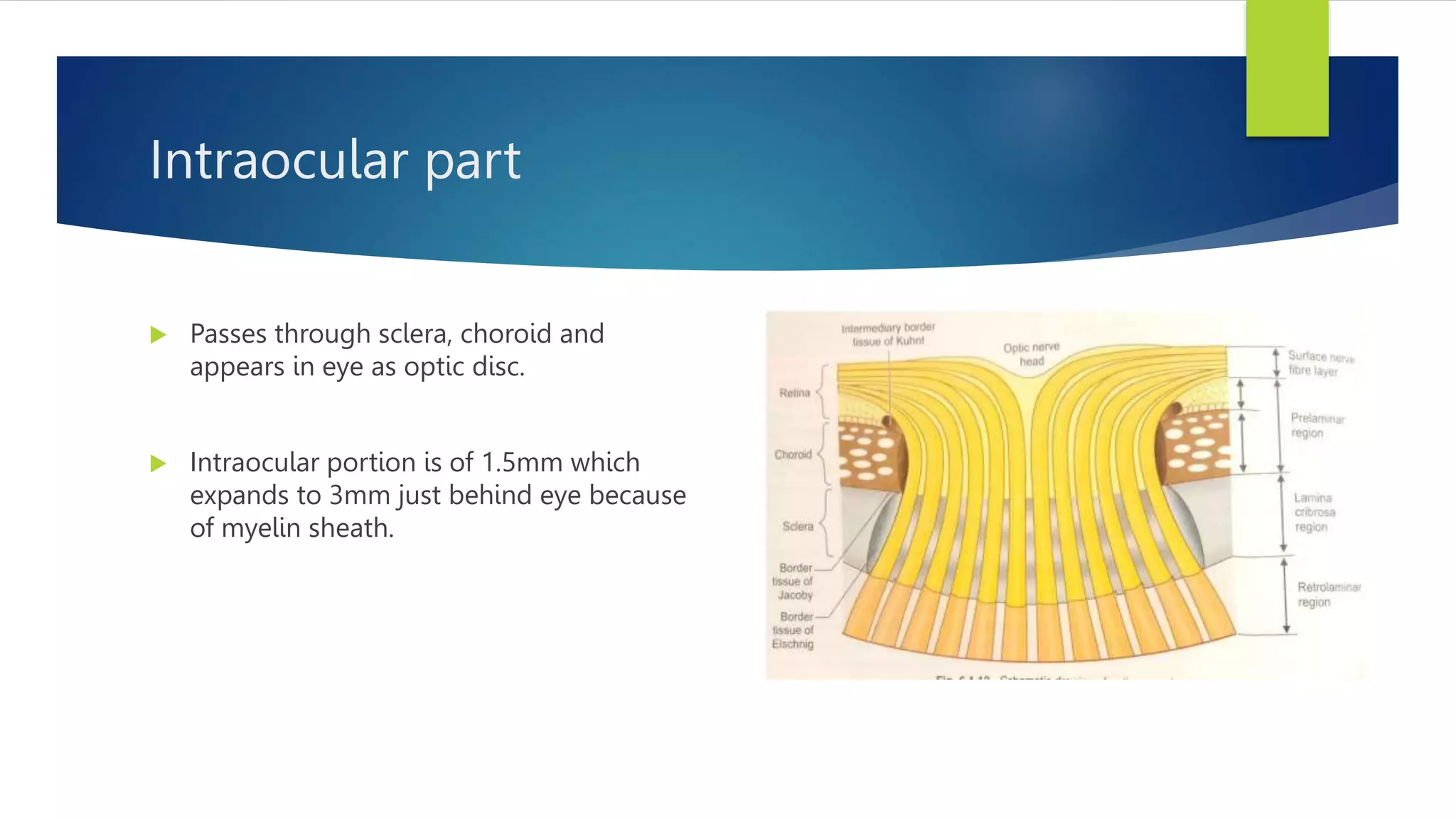 Intraocular part
 Passes through sclera, choroid and
appears in eye as optic disc.
 Intraocular portion is of 1.5mm which
expands to 3mm just behind eye because
of myelin sheath.
 
