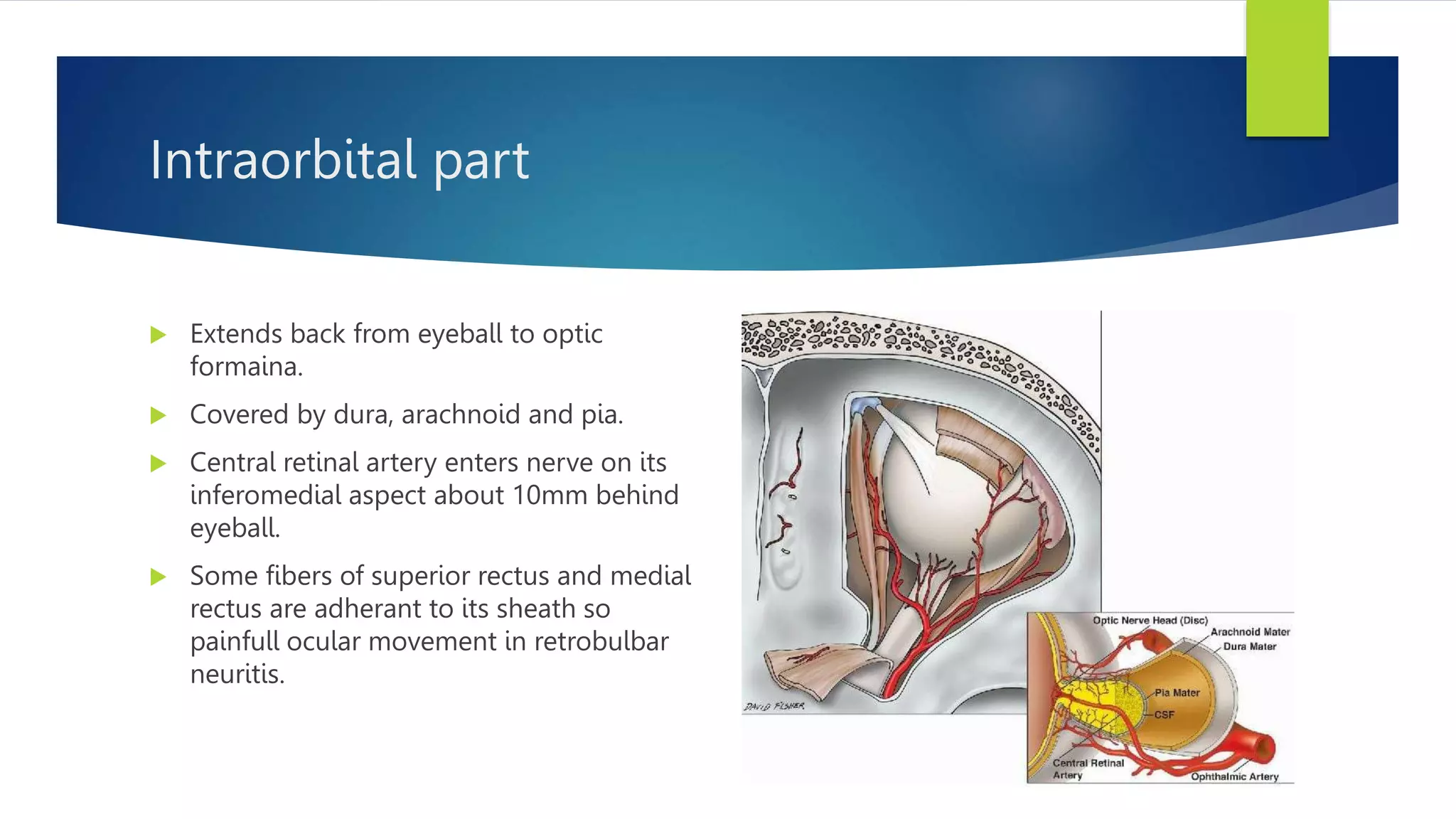 Intraorbital part
 Extends back from eyeball to optic
formaina.
 Covered by dura, arachnoid and pia.
 Central retinal artery enters nerve on its
inferomedial aspect about 10mm behind
eyeball.
 Some fibers of superior rectus and medial
rectus are adherant to its sheath so
painfull ocular movement in retrobulbar
neuritis.
 