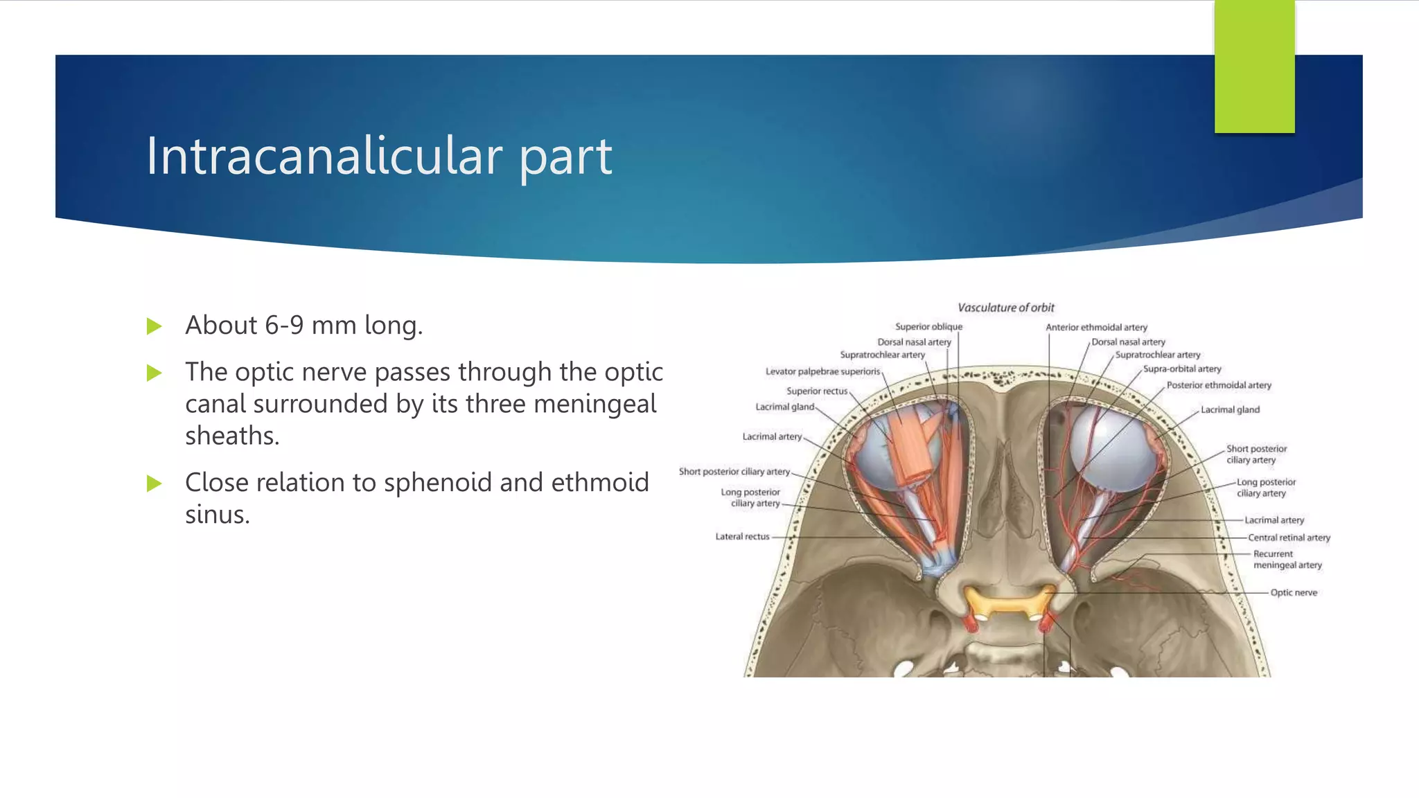 Intracanalicular part
 About 6-9 mm long.
 The optic nerve passes through the optic
canal surrounded by its three meningeal
sheaths.
 Close relation to sphenoid and ethmoid
sinus.
 