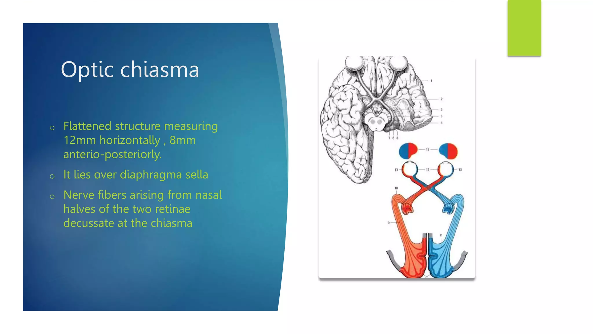 Optic chiasma
o Flattened structure measuring
12mm horizontally , 8mm
anterio-posteriorly.
o It lies over diaphragma sella
o Nerve fibers arising from nasal
halves of the two retinae
decussate at the chiasma
 
