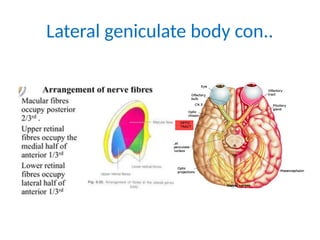 visual pathway of human anatomy for medical and par medical students | PPTX