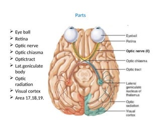 visual pathway of human anatomy for medical and par medical students | PPTX