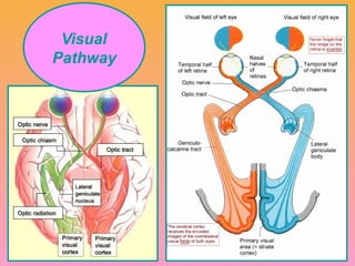 Visual pathway of the human eye anatomyy | PPTX