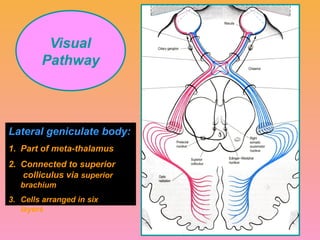 Visual pathway of the human eye anatomyy | PPTX