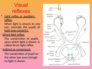 Visual pathway of the human eye anatomyy | PPTX