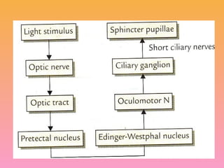 Visual pathway of the human eye anatomyy | PPTX