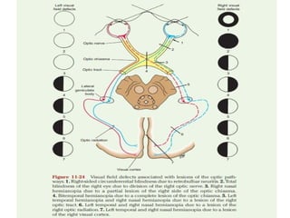 Visual pathway of the human eye anatomyy | PPTX