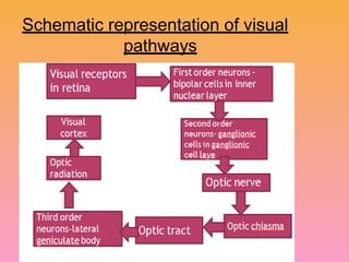 Visual pathway of the human eye anatomyy | PPTX