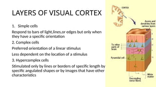 Hypercomplex Cell Visual pathway Anatomy and Physiology.pptx