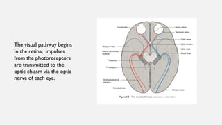 The Anatomy and the clinical side of the visual pathway | PPTX