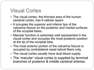 Visual Cortex
 The visual cortex, the thinnest area of the human
cerebral cortex, has 6 cellular layers
 It occupies the superior and inferior lips of the
calcarine fissure on the posterior and medial surfaces
of the occipital lobes.
 Macular function is extremely well represented in the
visual cortex and occupies the most posterior position
at the tip of the occipital lobe.
 The most anterior portion of the calcarine fissure is
occupied by contralateral nasal retinal fibers only.
 The visual cortex usually have dual blood supply.
 The ‘macular’ visual cortex is supplied by terminal
branches of posterior & middle cerebral arteries.
 