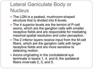 Lateral Ganiculate Body or
Nucleus
 The LGN is a peaked, mushroom-shaped
structure that is divided into 6 levels.
 The 4 superior levels are the termini of P-cell
axons, which are the ganglion cells with smaller
receptive fields and are responsible for mediating
maximal spatial resolution and color perception.
 The 2 inferior layers receive input from the M-cell
fibers, which are the ganglion cells with larger
receptive fields and are more sensitive to
detecting motion.
 Axons originating in the contralateral eye
terminate in layers 1, 4, and 6; the ipsilateral
fibers innervate 2, 3, and 5.
 