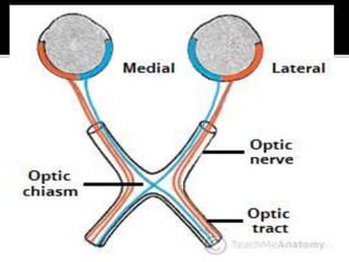 Visual pathway and its defects | PPTX